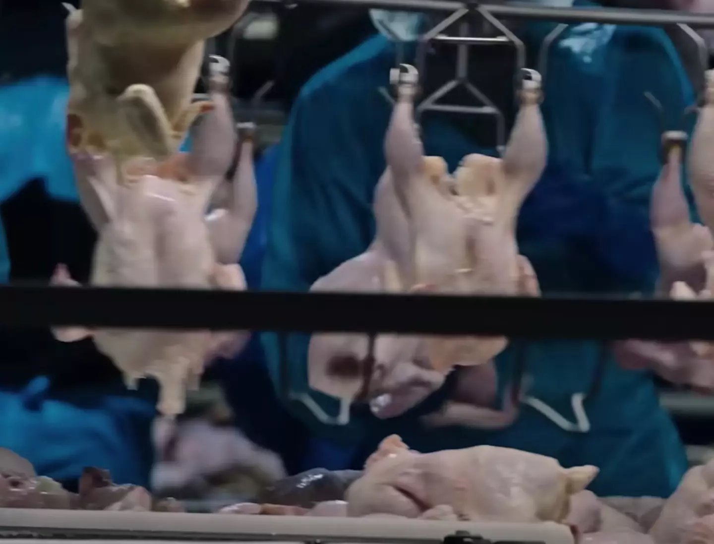 You might look at chicken differently after watching the doc.