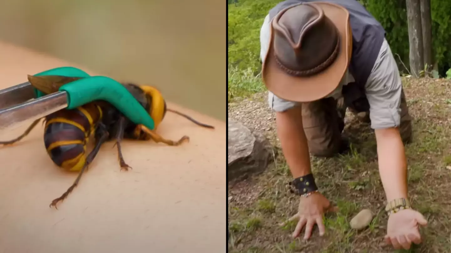 Man gets stung by Asian murder hornet to see what would happen as UK put on alert