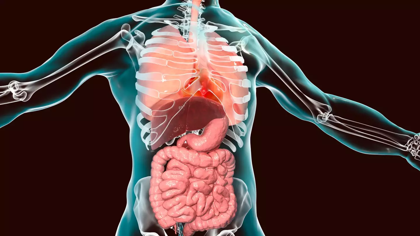 Reality of what happens to your body when you only eat red meat
