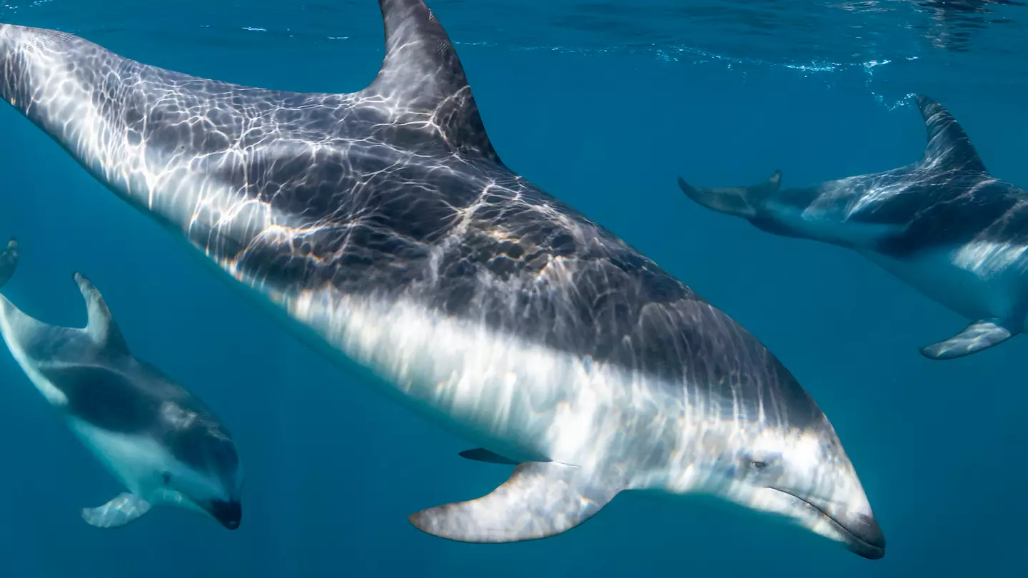 Getty/wildestanimal