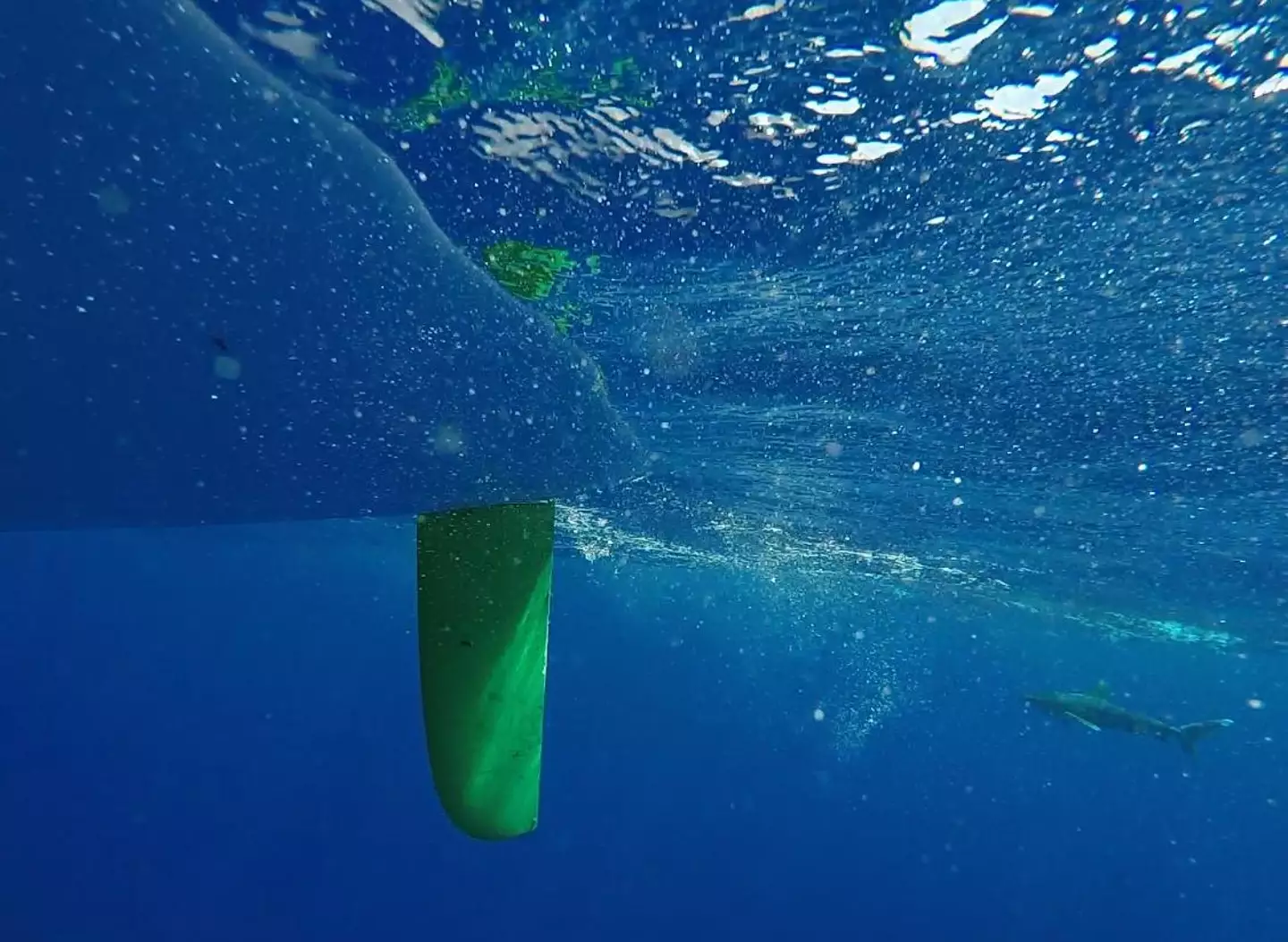 A shark was among the many underwater visitors Jarvis met during his journey.