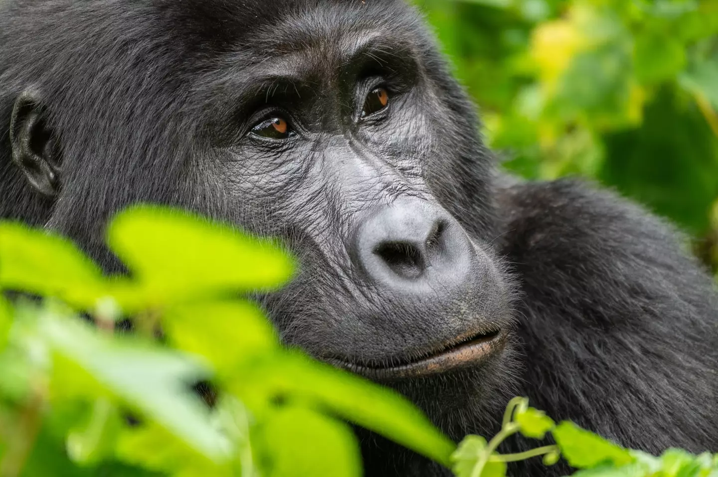 The zoo suggest that the gorillas will be moved to their new home soon (Getty Stock)