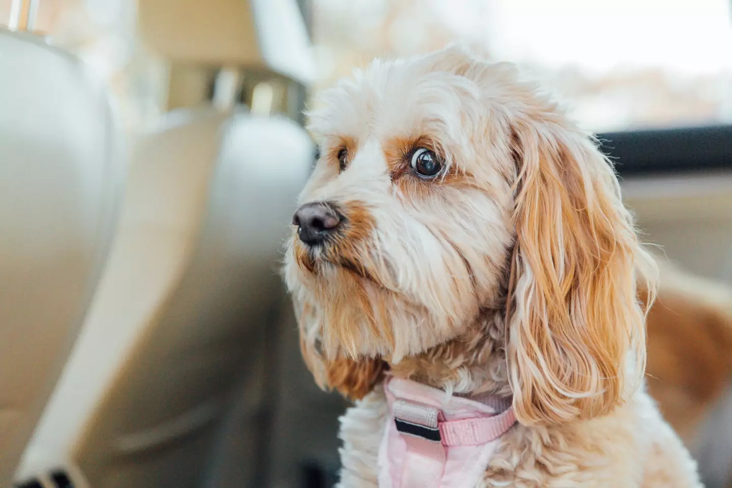 You can tell if a dog is distressed by looking at their eyes.