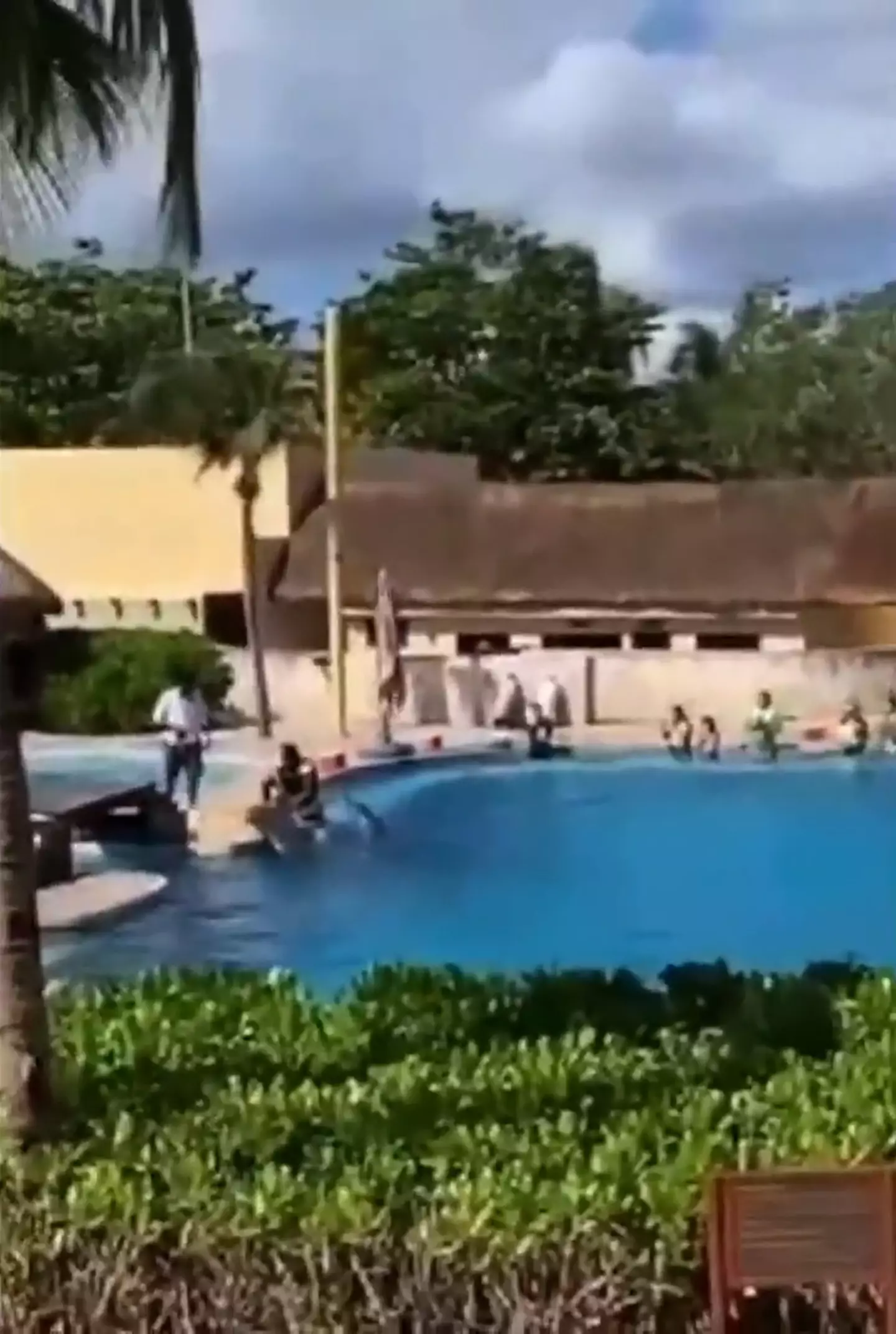 The dolphin could be seen laying lifeless after landing on the concrete (NewsFlash)
