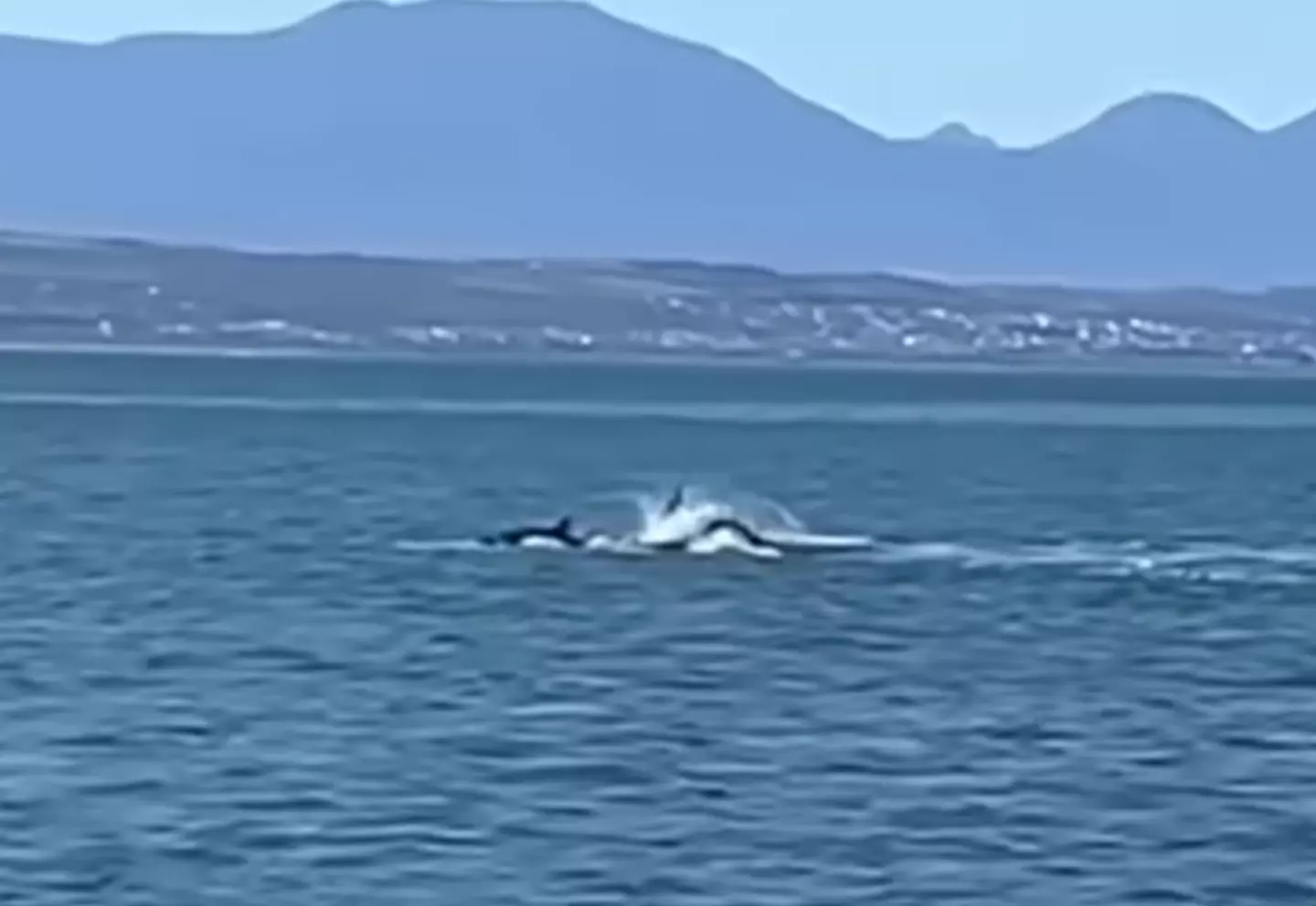 Filmed off the coast of Mossel Bay, the video shows the orca 'Starboard' consume the 2.5-metre (8.2 feet) shark as it carried the great white's liver in its mouth.