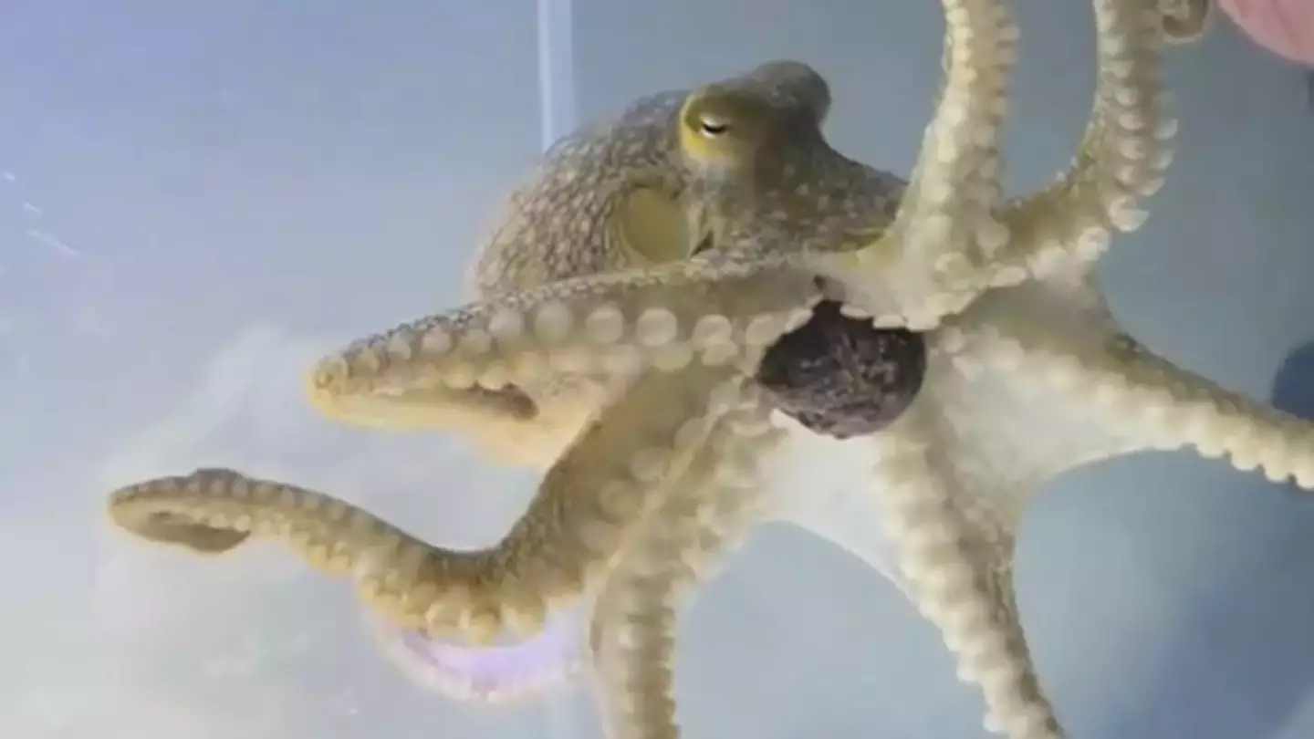 Family shared tragic update after they bought pet octopus for nine-year-old son that went on to destroy their home