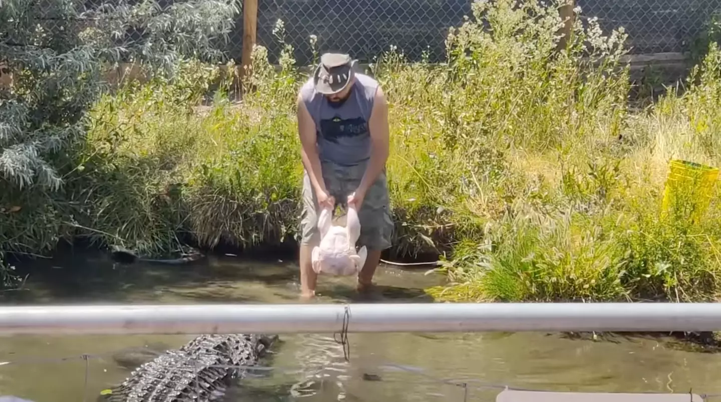 Chad was feeding Elvis a turkey at the time.