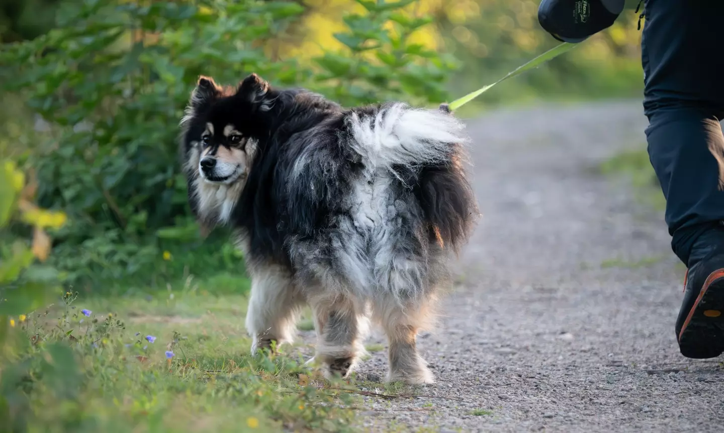Dogs can be expensive, even when they've done nothing wrong (Getty Stock)