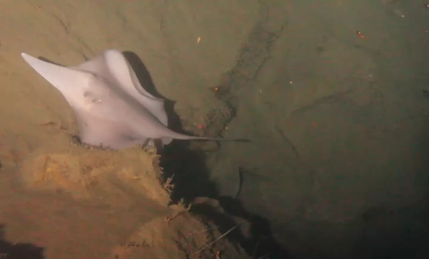 A stingray was also spotted in the volcano's crater by the camera (National Geographic)