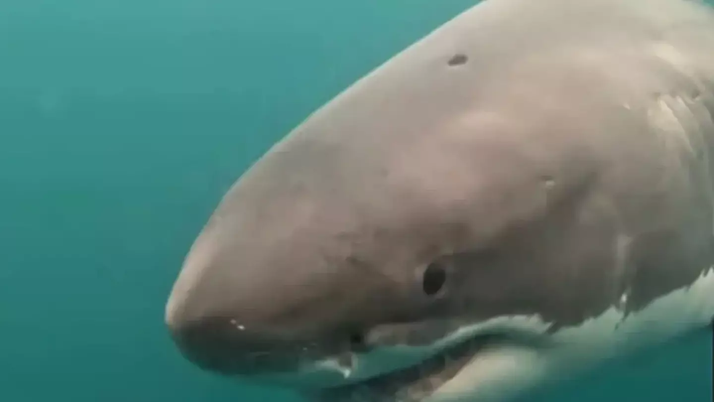 California White Shark Project