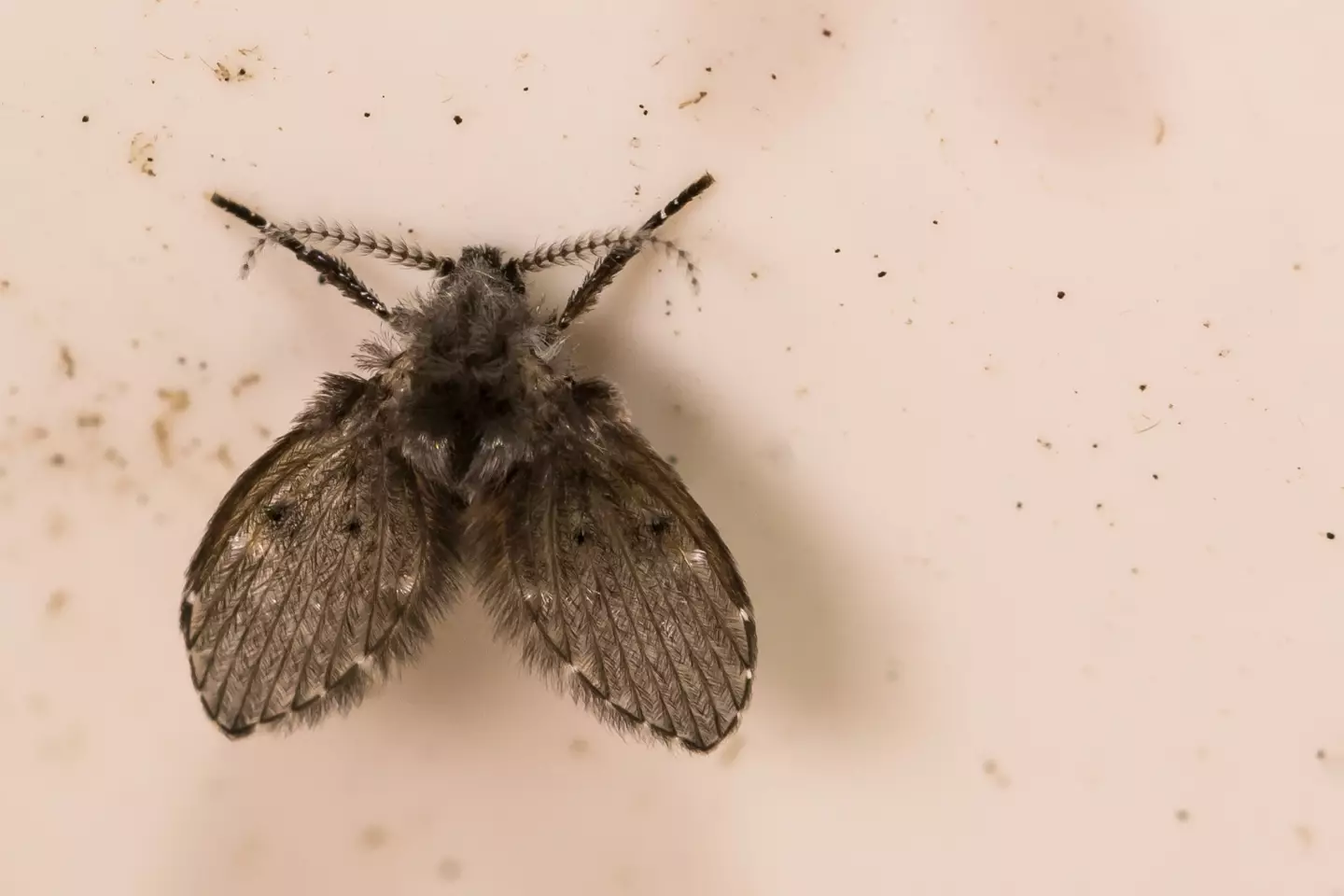 Drain flies can be quite difficult to get rid of if you don't act fast (Getty Stock Photo)