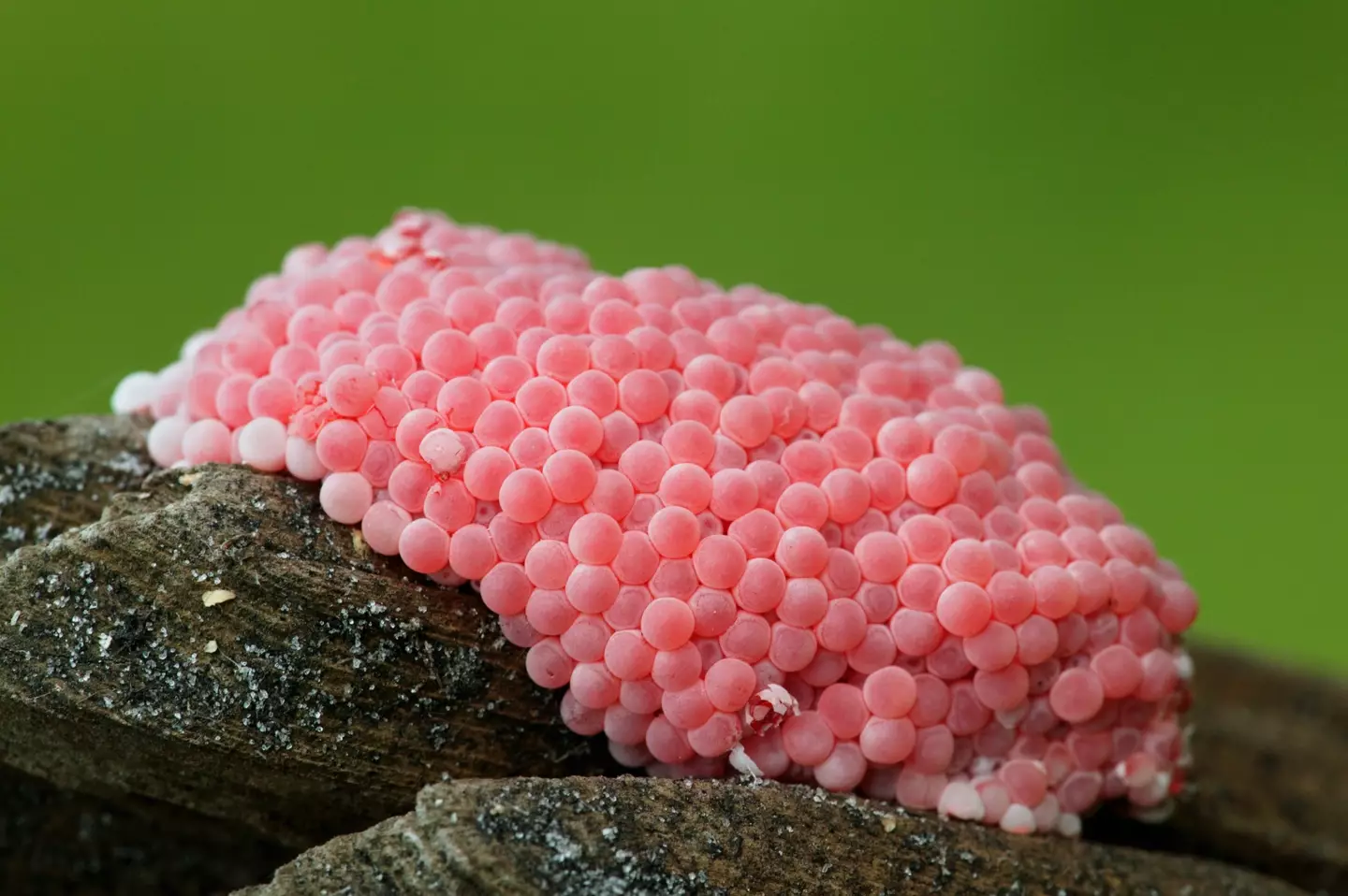 They are incredibly invasive (Getty Stock Images)