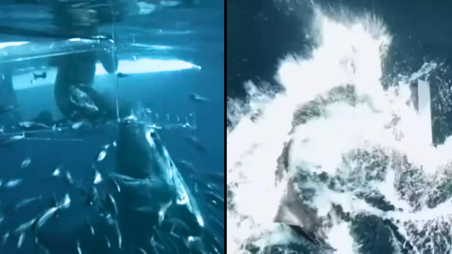 TikTok/allthingssharks
