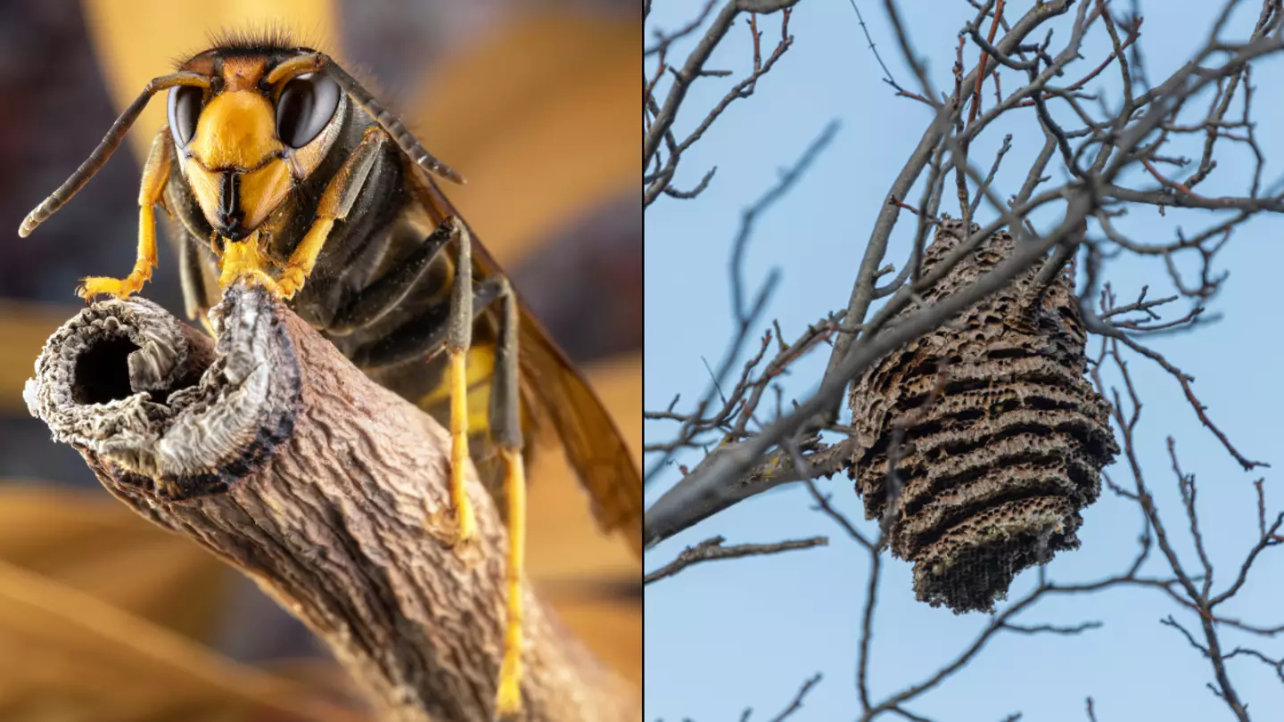 All UK areas that have had confirmed sightings of Asian Hornets this year as Brits put on alert