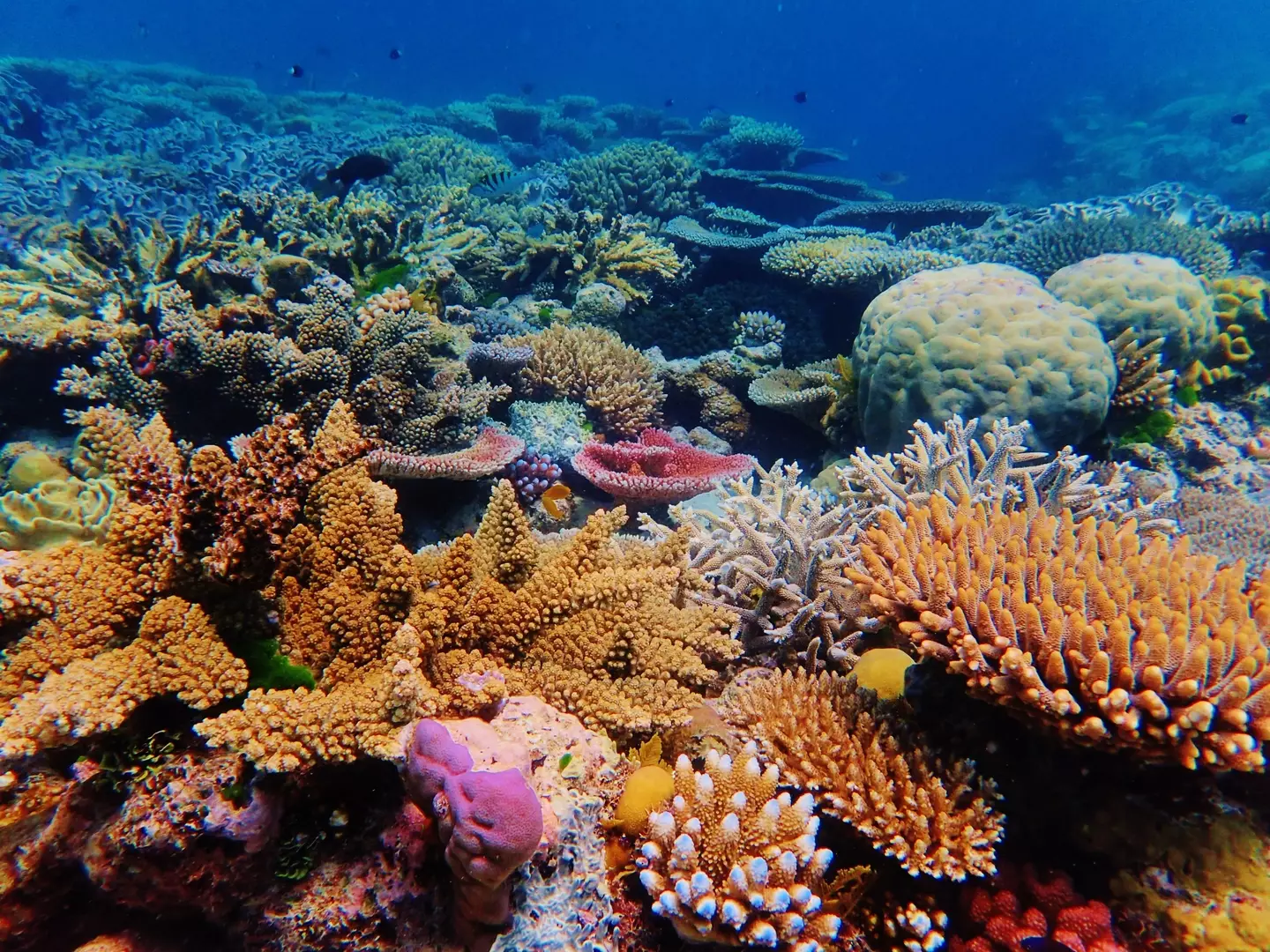 The Great Barrier Reef boasts rainbow coloured corals and is home to an array of marine life.