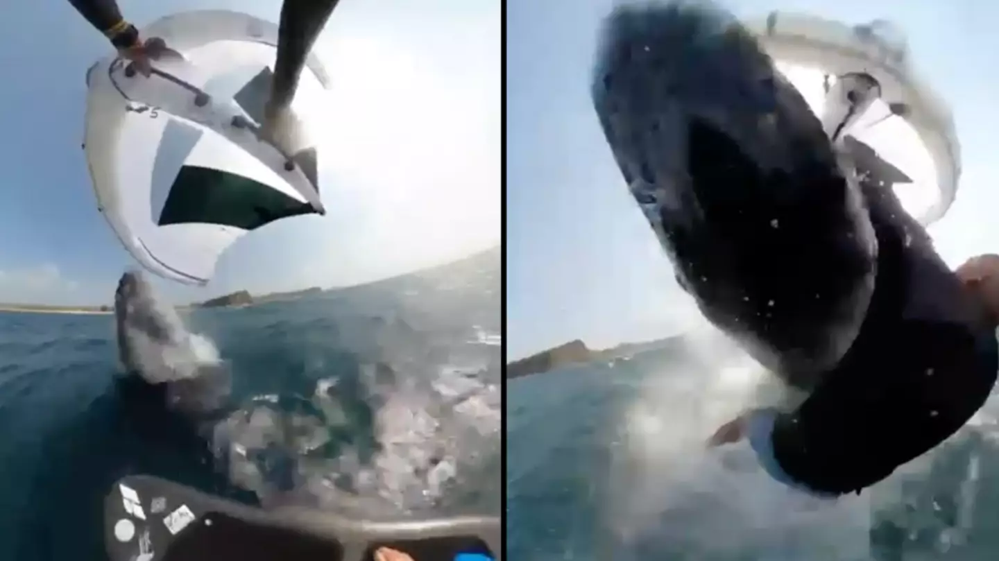 Unbelievable moment wing surfer gets hit by humpback whale as it breaches the surface