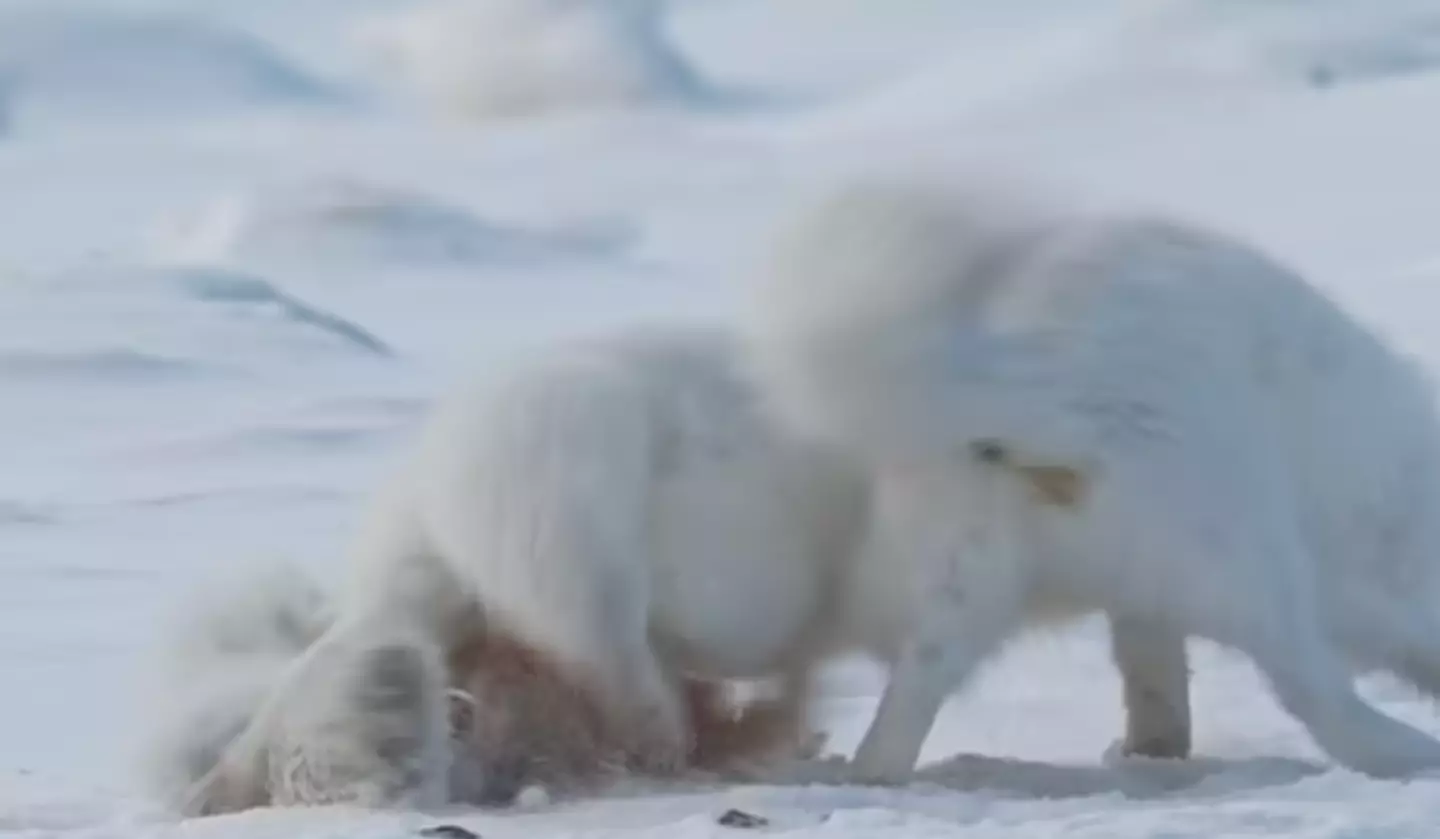 The foxes could be seen scavenging the remains of the dead wolf. (BBC)