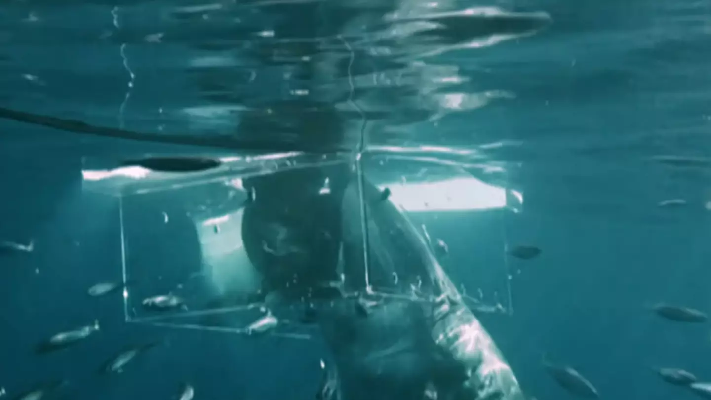 Great white smashes through British diver's shark cage and only misses him by inches