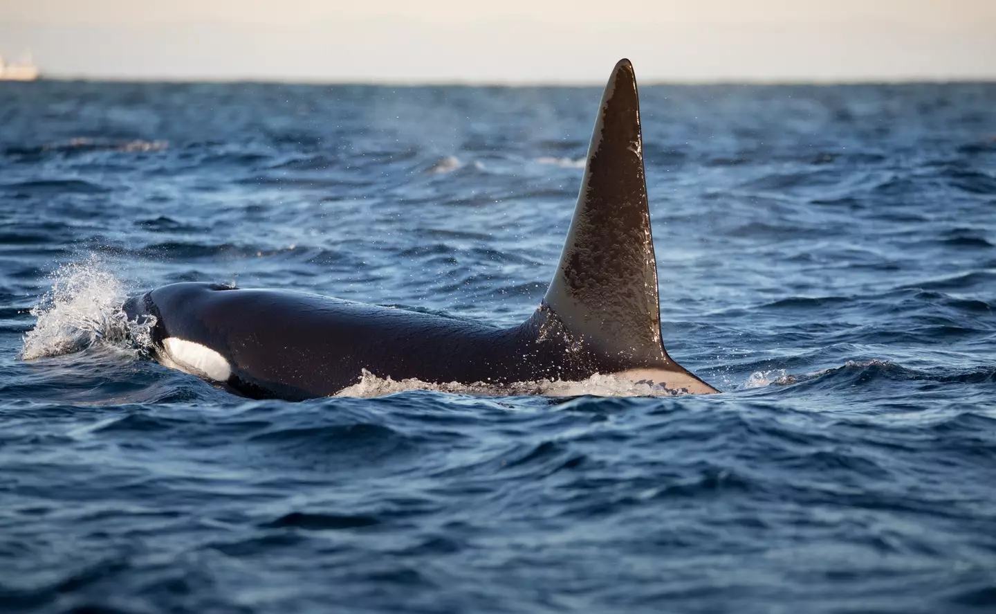 Orcas have been attacking boats in the Mediterranean for a while now.