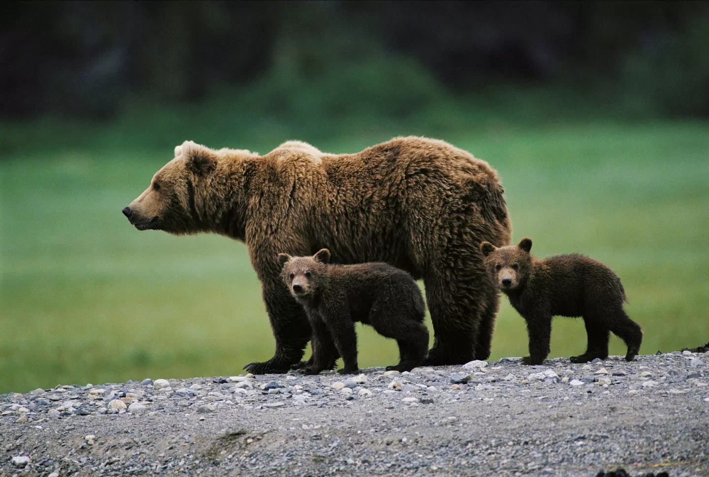 A mother bear and her cubs feasted on the pair by a Russian river (Getty Stock Image)