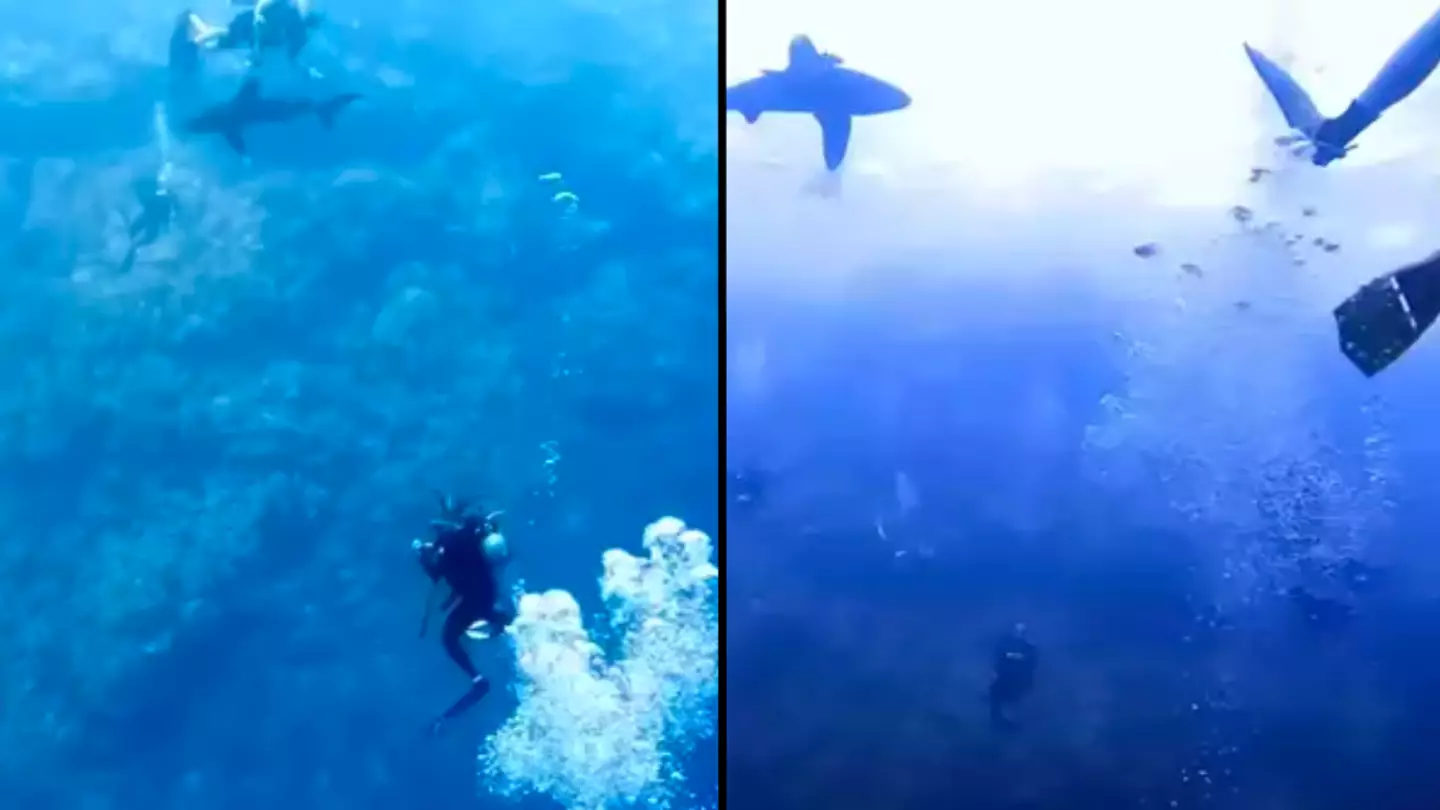 Man who filmed harrowing shark attack where you could hear scream was in the 'wrong place at the wrong time'