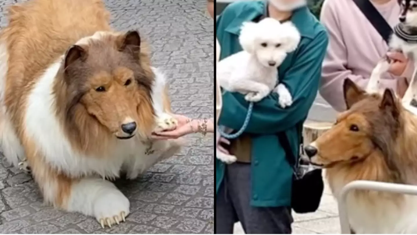 Man who spent £12,480 to become a dog terrifies real dogs in the street