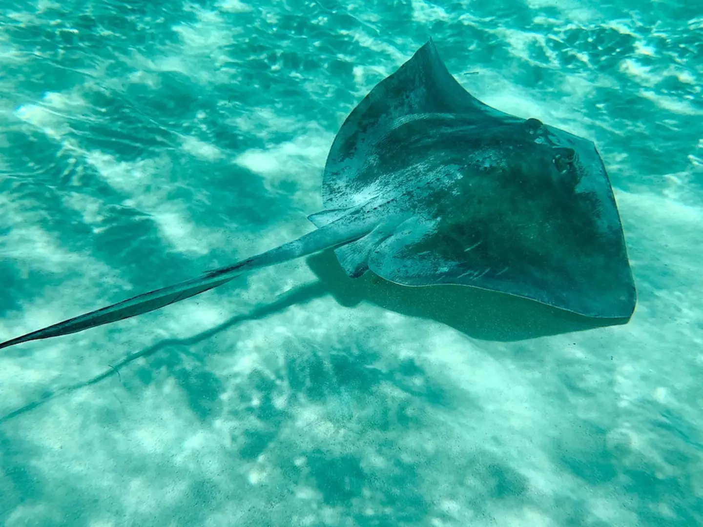 A stingray injury is caused by its venomous tail barb.