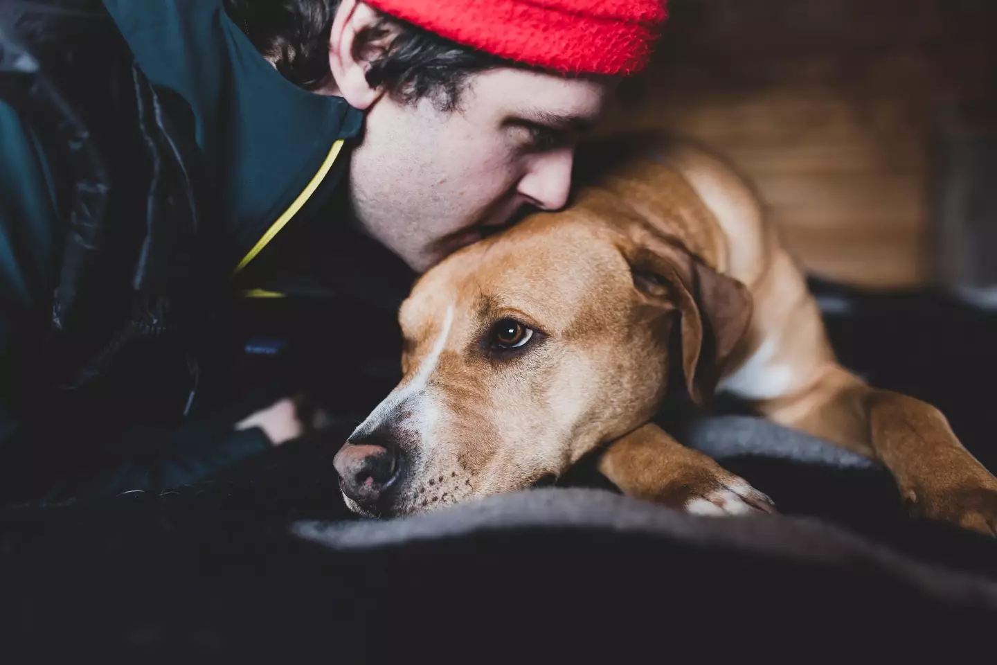 Owner kissing their dog on the head.