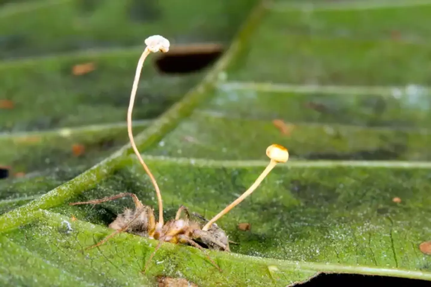 Here's what cordyceps does to an ant.