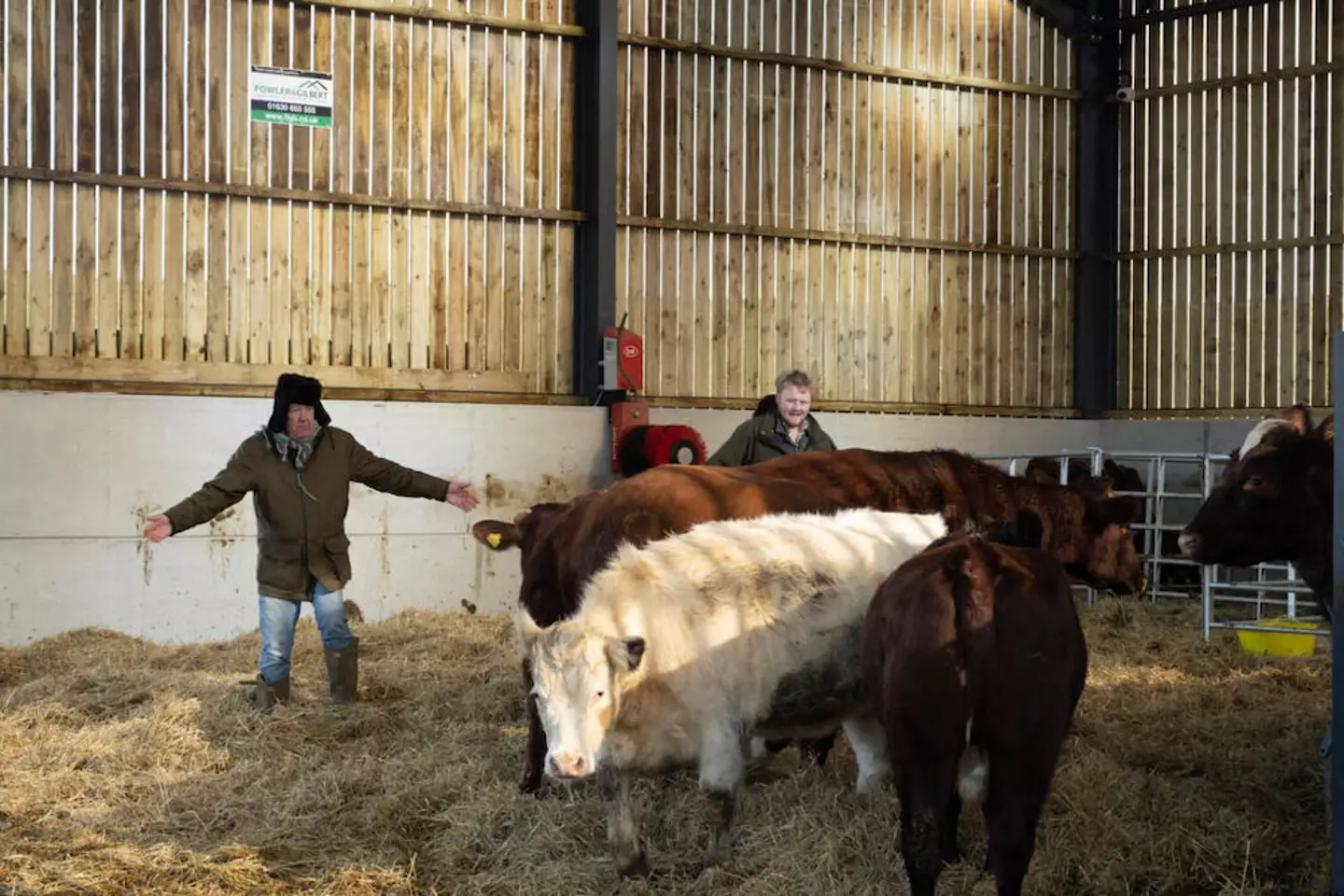 Clarkson's cows failed to get pregnant.
