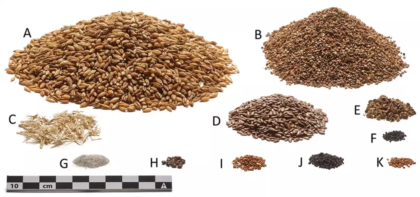 Reconstruction of the ingredients in Tollund Man's last meal.