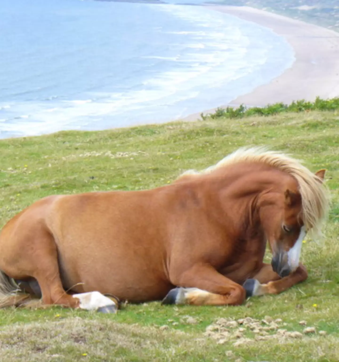 A farmer has issued a warning to tourists after visitors caused his newborn foal to fall to its death.