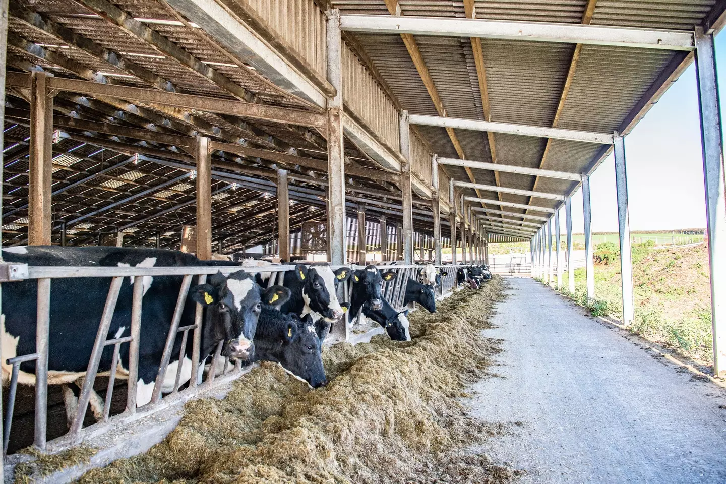 Going vegan for a month can have a massive impact on the environment.