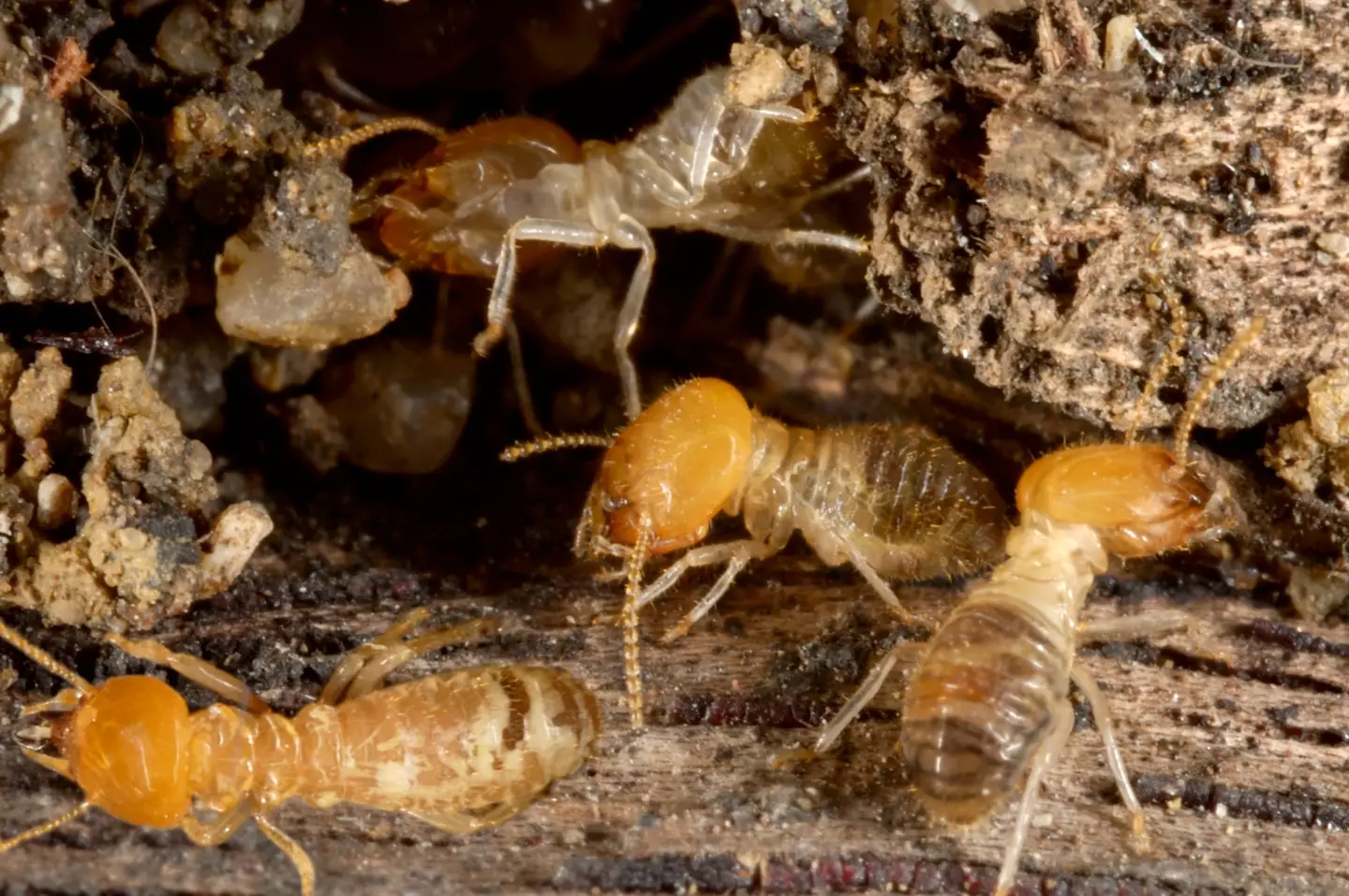 There are several signs that indicate there's a termite infestation in your home.