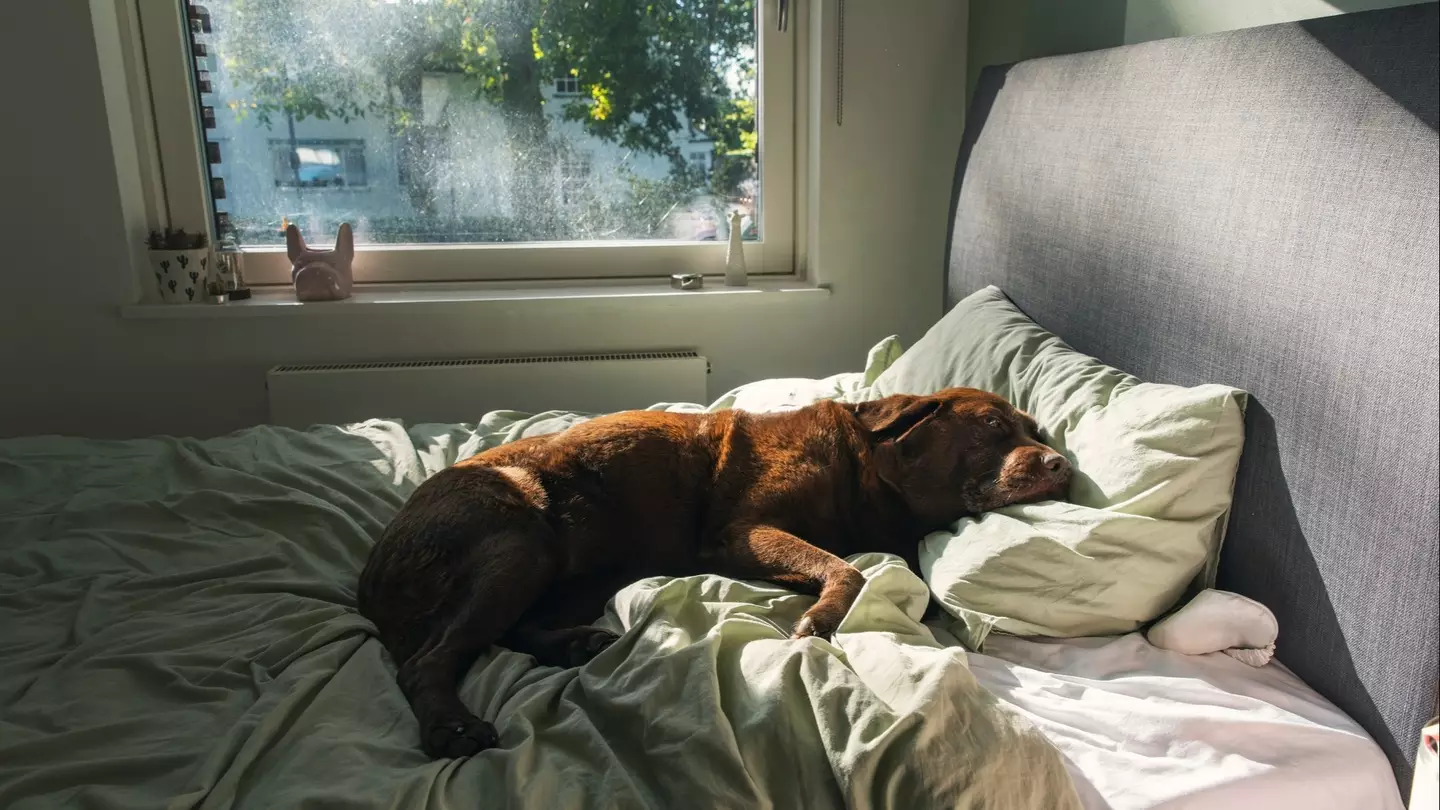 Grim reason you should never let your dog sleep in your bed