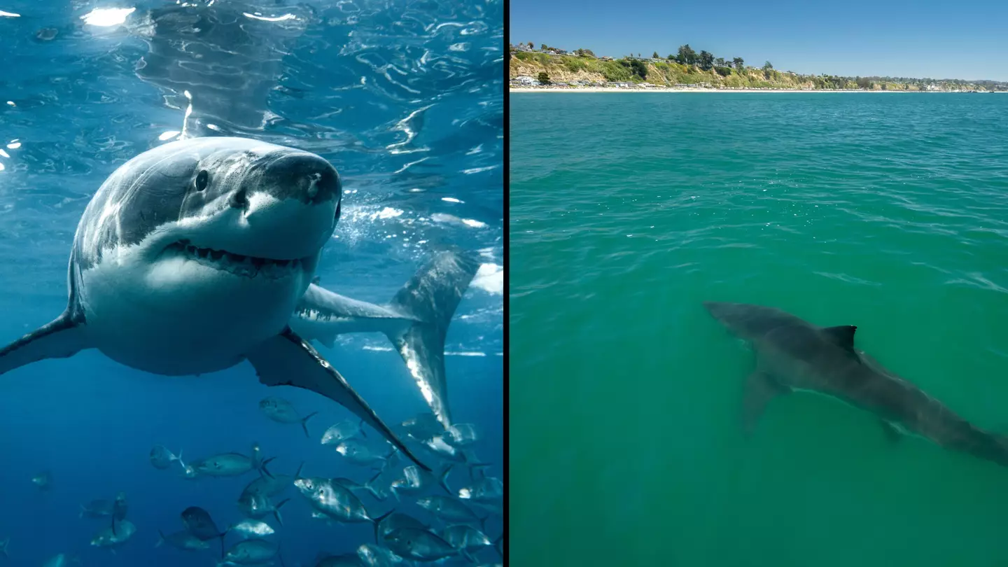 Scientists begin search for great white sharks off UK and Irish coast as 'sightings' reported