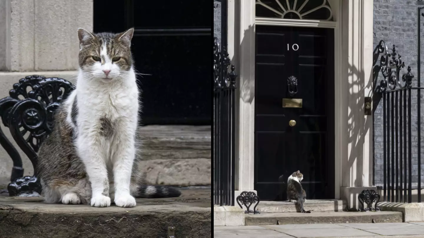 Rasid Necati Aslim/Anadolu Agency via Getty Images
