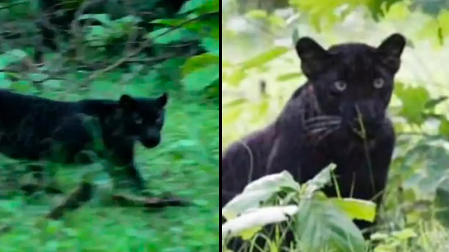 Extremely rare black leopard 'Begheera' caught on camera for first time in two years