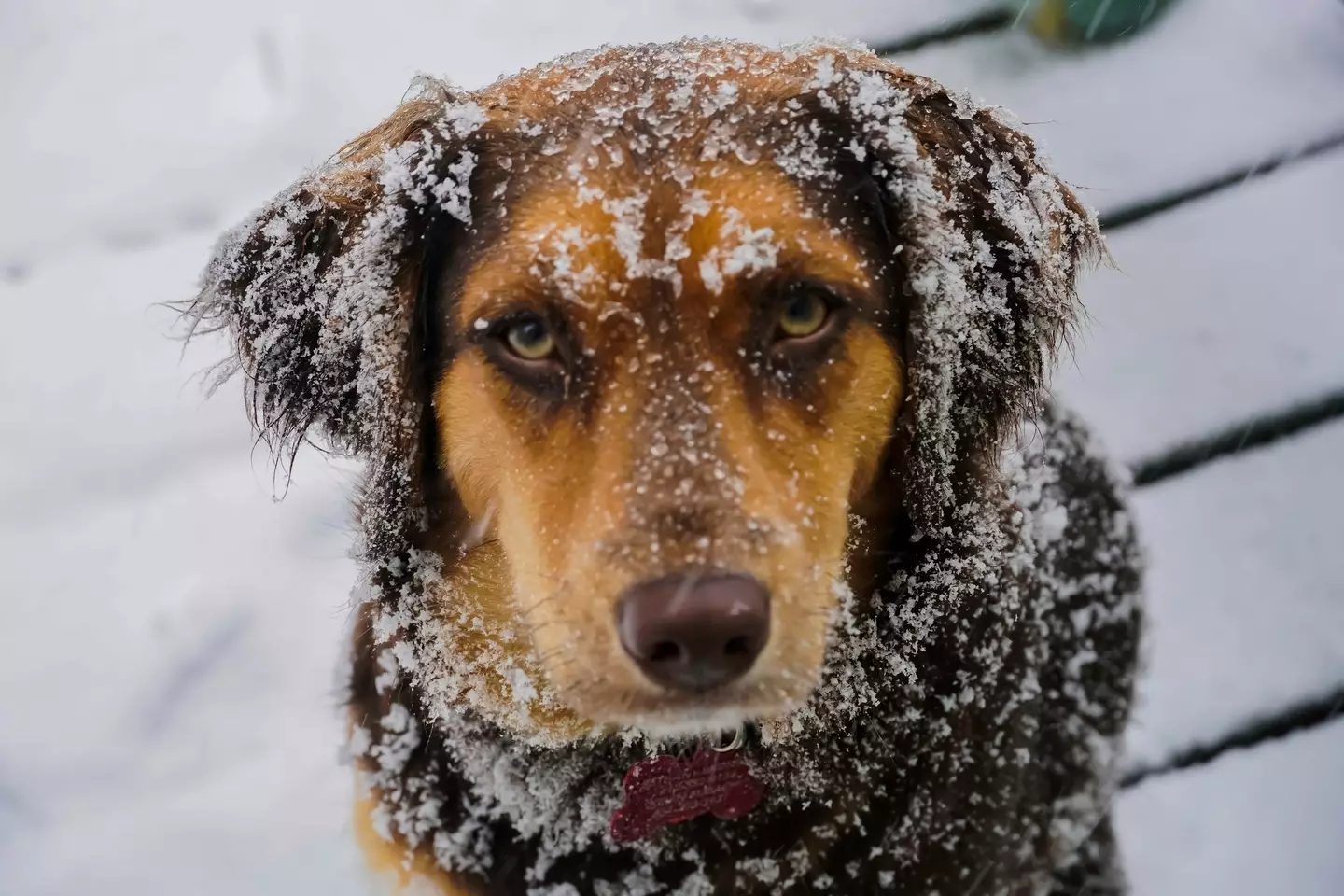 Being able to spot the signs of hypothermia is also important for dog owners (Getty Stock Images)