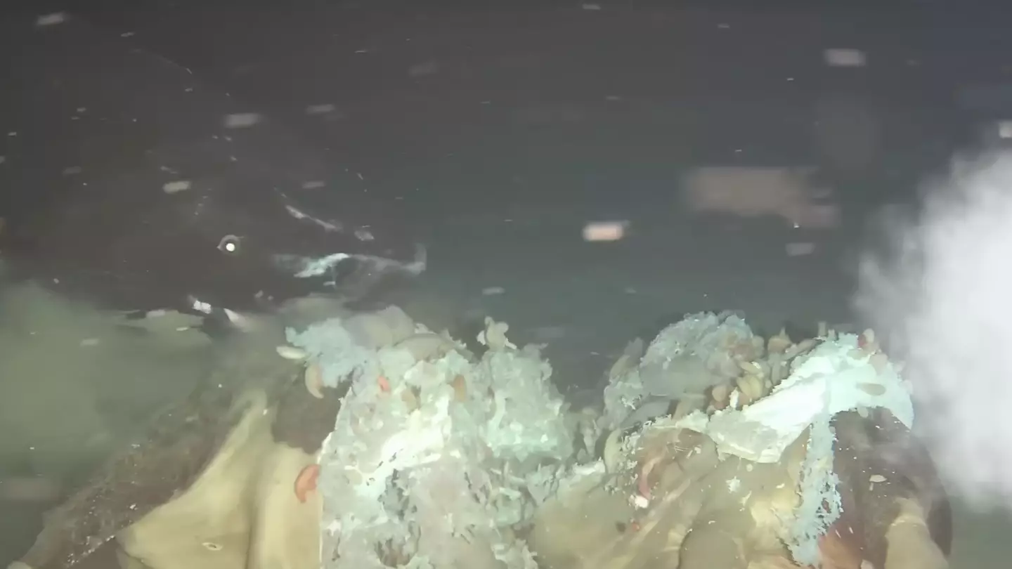 Scientists dropped a cow carcass into the sea and it got some very unexpected visitors