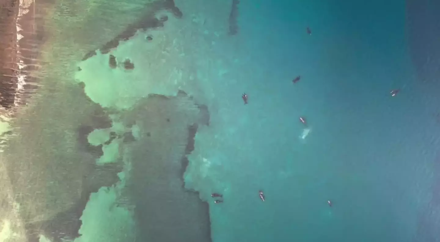 Attenborough's crew ended up intervening. (BBC)