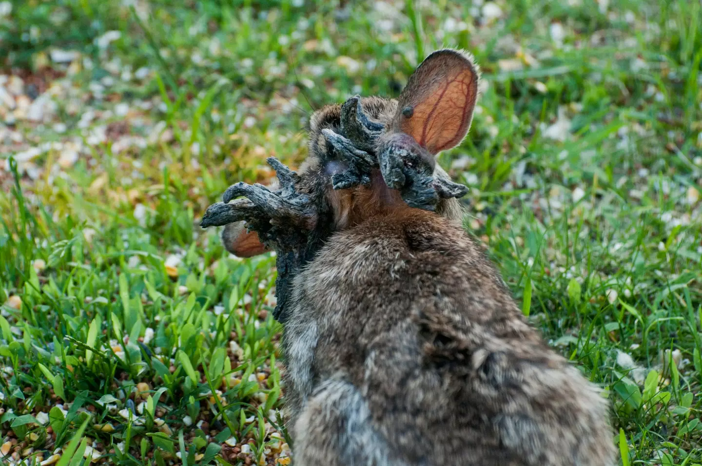 Infected wild rabbits have been roaming around Fort Collins, Colorado (Education Images/Universal Images Group via Getty Images)