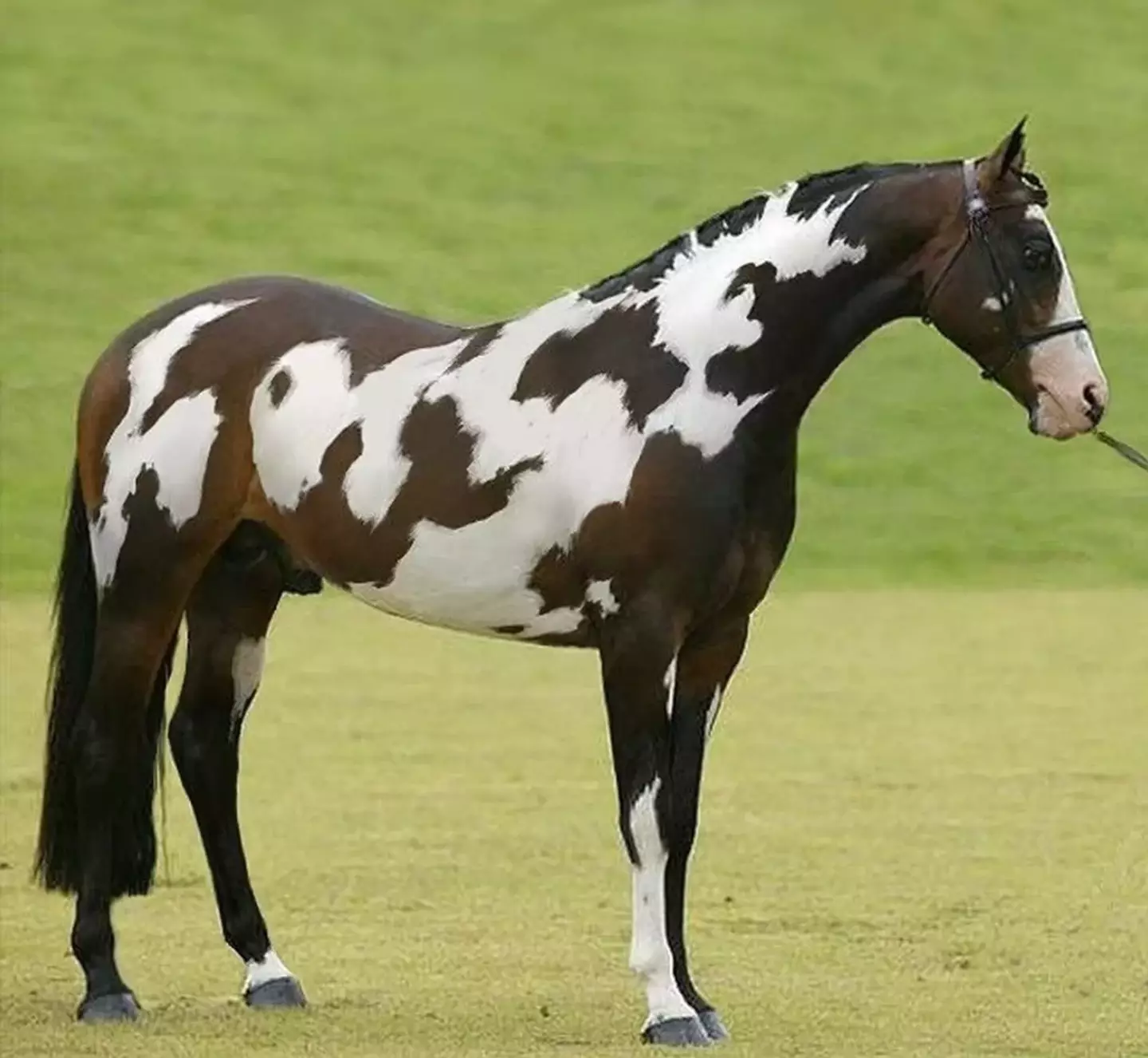 There are two horses in this photo. (TiffyTaffy.com)
