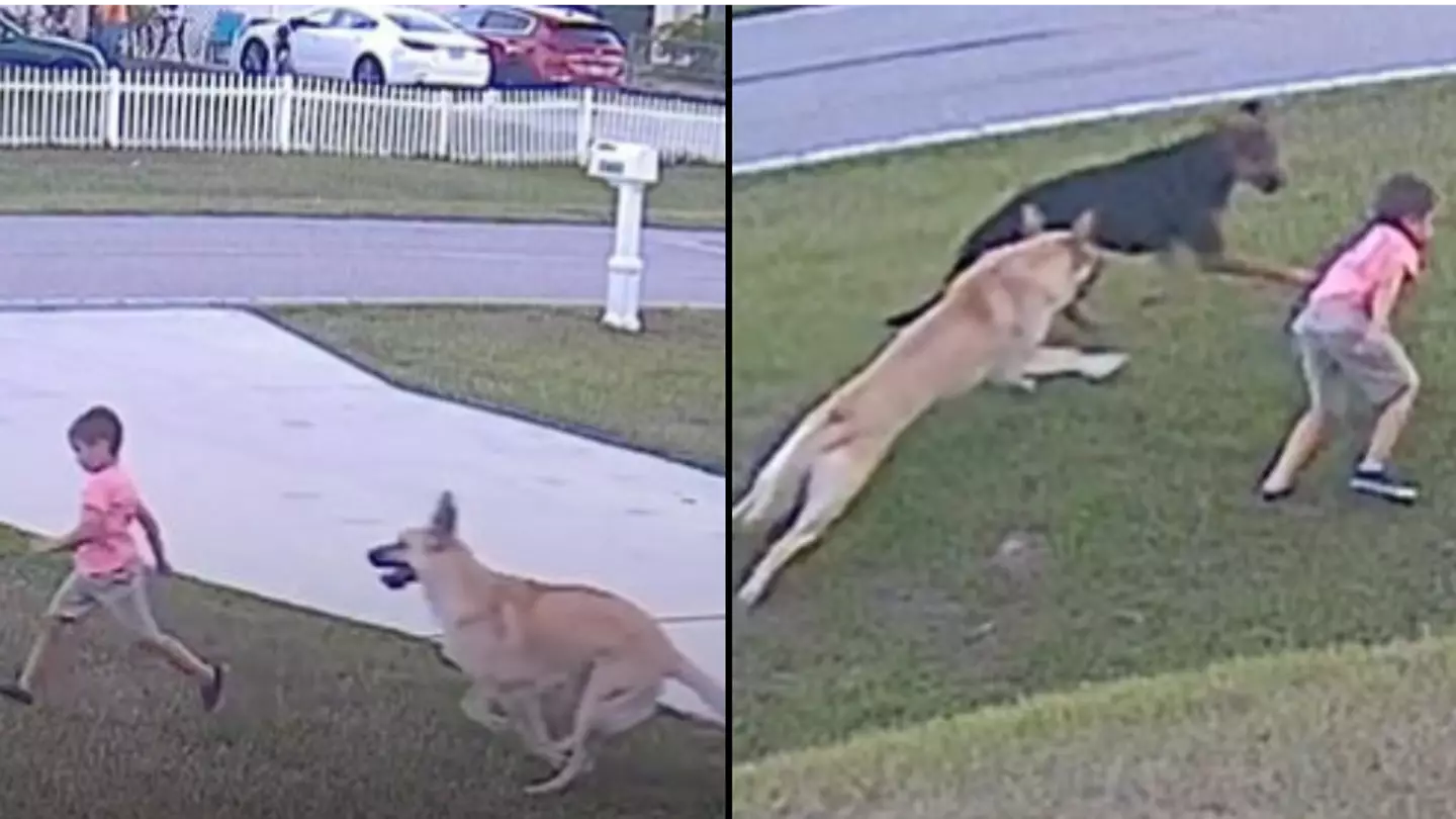 Unbelievable moment 6-year-old’s dog saves him after another dog tries to attack him