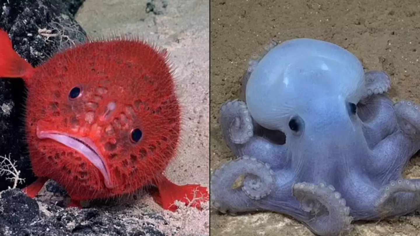 Deep sea expedition uncovers 20 never-before-seen species living on a huge underwater mountain