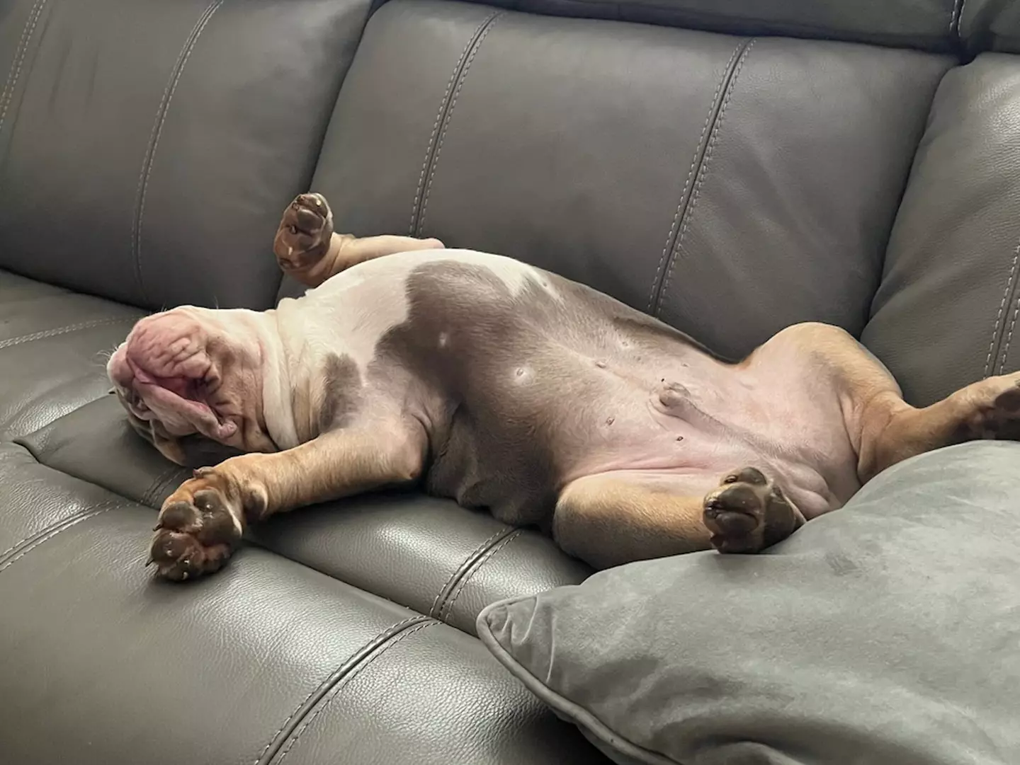 David doesn't want to get rid of Harley.