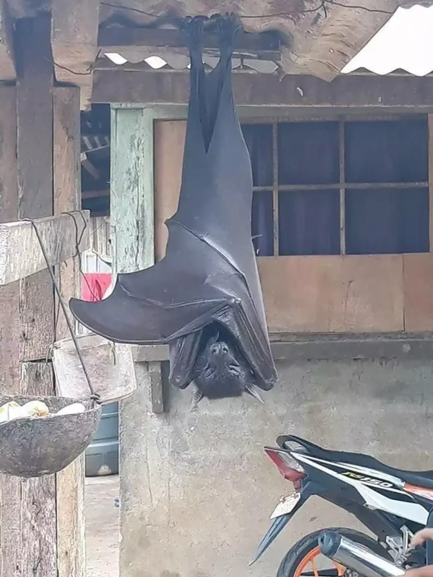 The bat, at first, appears to be about five foot tall.