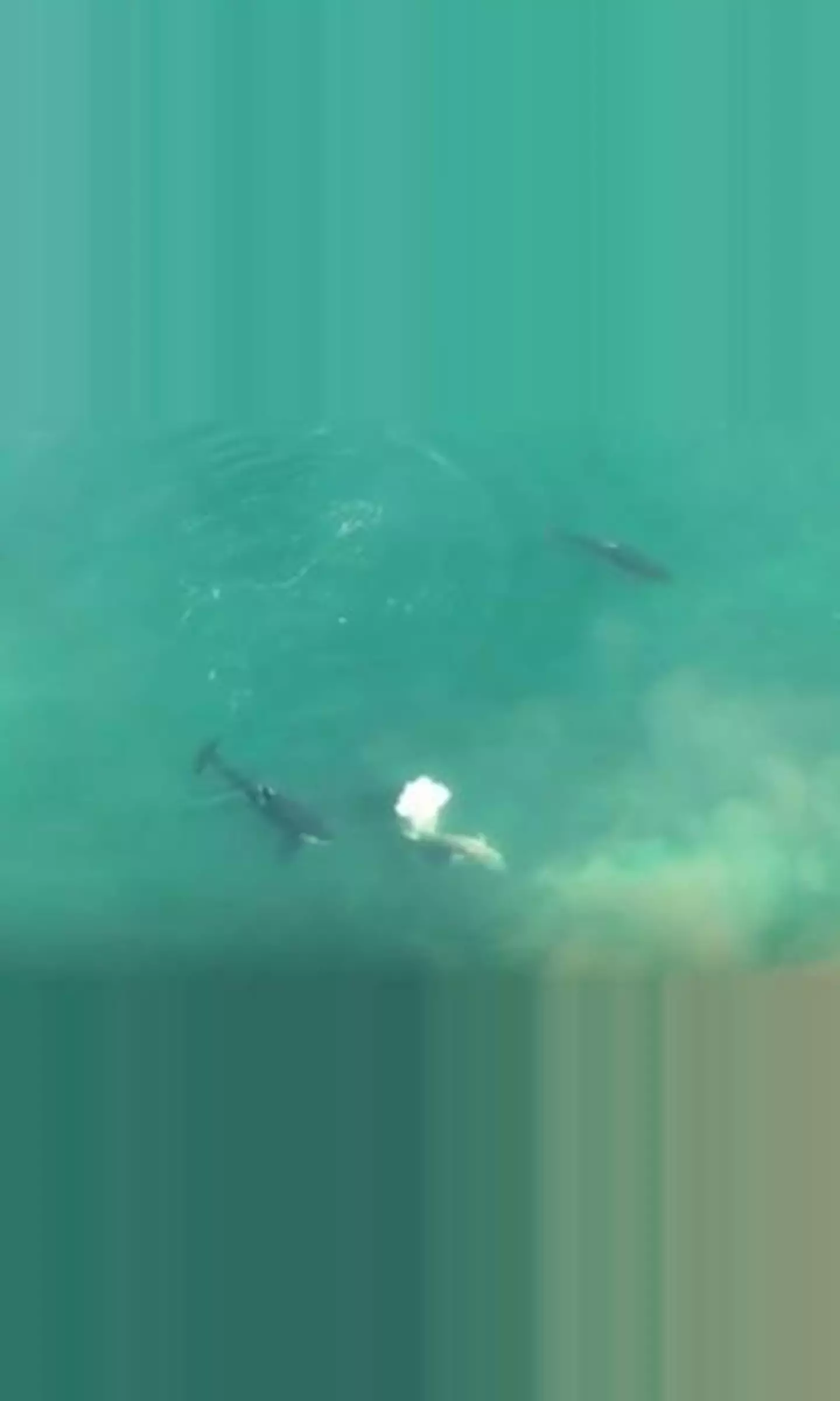 The shark is circled by three killer whales.