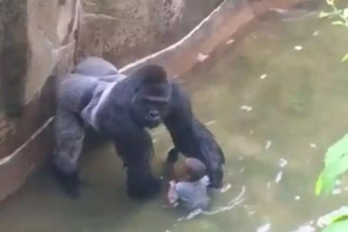 A three-year-old climbed into Harambe's enclosure.