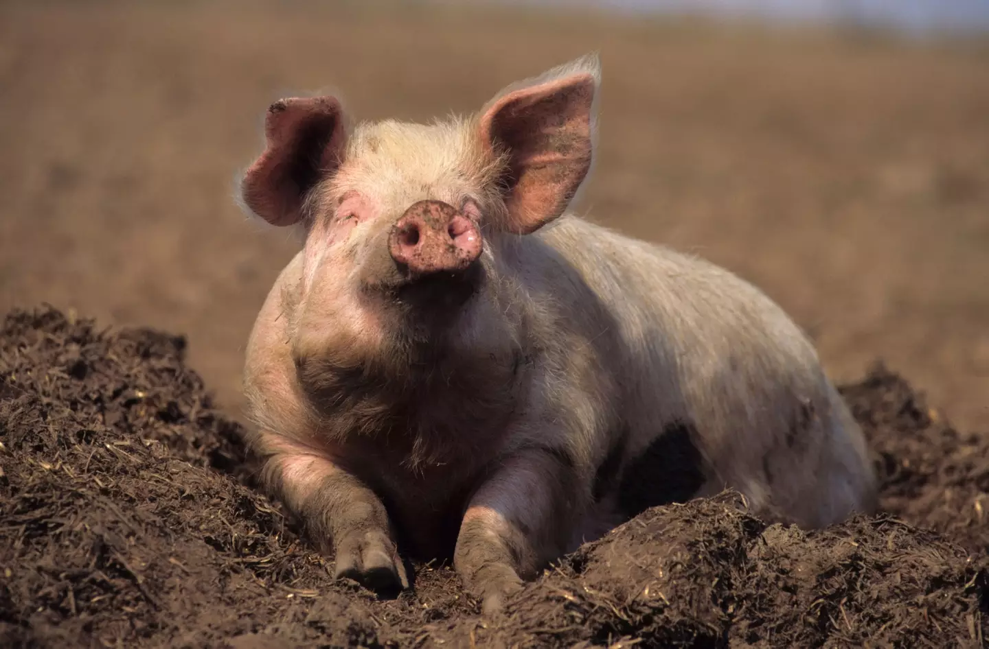 A depiction of a pig living its best life, like we hope that pig now is.